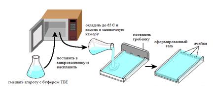 Методика заливки агарозного геля - student2.ru