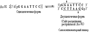 Методы получения рекомбинантных ДНК с пом. рестрикционных эндонуклеаз (рестриктаз) - student2.ru