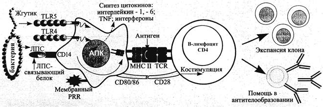 Микробные паттерны и PRRs - student2.ru