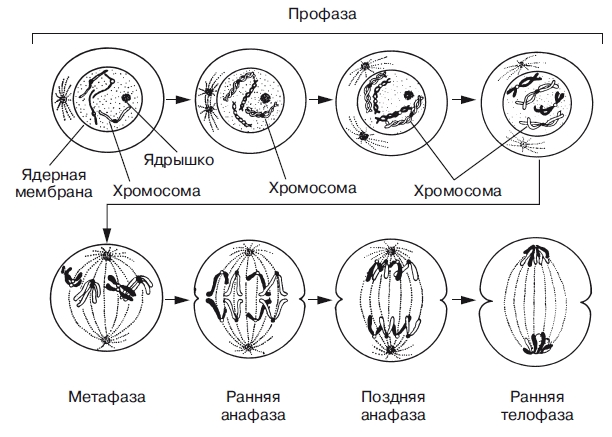 Митотический цикл, 3. Митоз - student2.ru