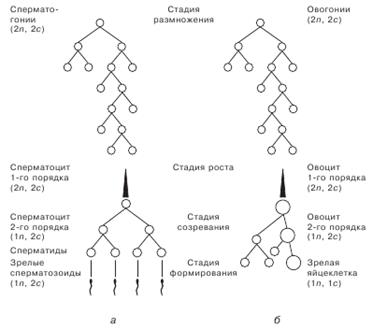 Митотический цикл и митоз - student2.ru