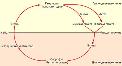 Митотический цикл и митоз - student2.ru