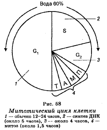 Митотический цикл и митоз - student2.ru