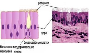 Многослойный плоский неороговевающий эпителий - student2.ru