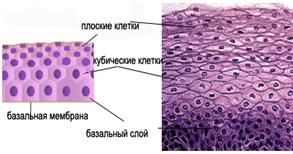 Многослойный плоский неороговевающий эпителий - student2.ru