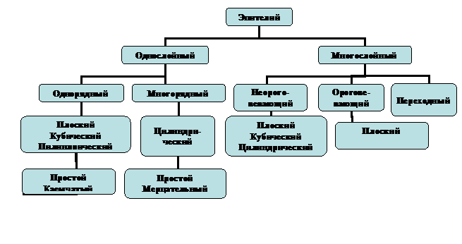 Многослойный плоский неороговевающий эпителий - student2.ru