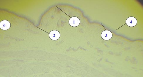 Многослойный плоский ороговевающий эпителий - student2.ru