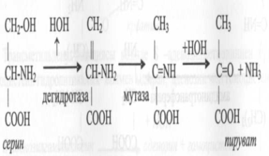 Мочевинаның биосинтезі. Мочевинаның шығарылуы мен синтезінің бұзылыстары. - student2.ru