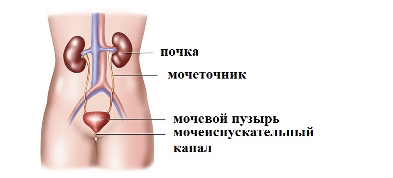 Мочевыделительная система человека - student2.ru