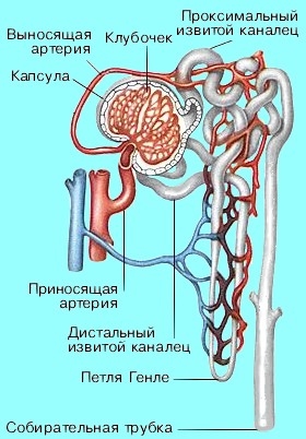 Мочевыделительная система человека - student2.ru