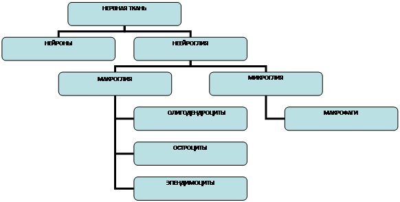 Морфофункциональная характеристика клеток нейроглии - student2.ru