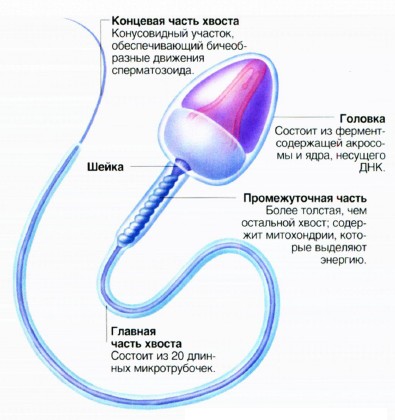 Морфофункциональная организация зрелых половых клеток - student2.ru