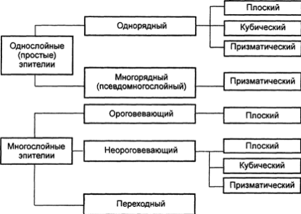 Морфофункционольная классификация эпителия - student2.ru