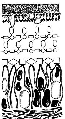 Морфологические и тинкториальные свойства Corynebacterium diphtheriae - student2.ru