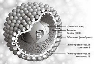 Морфология и структура вирионов. Особенности противовирусного иммунитета - student2.ru
