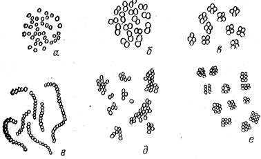 морфология микроорганизмов - student2.ru