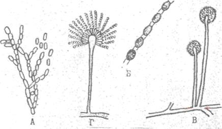 морфология микроорганизмов - student2.ru