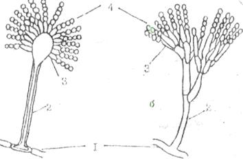 морфология микроорганизмов - student2.ru