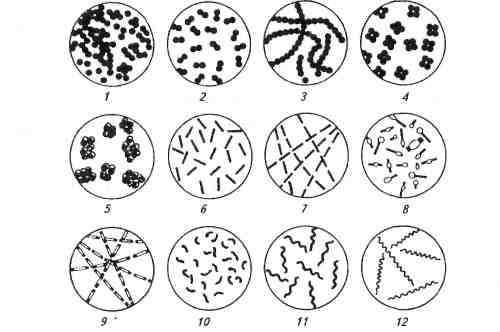 морфология микроорганизмов - student2.ru