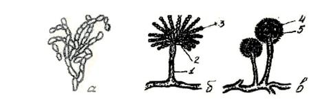 Морфологія плісеневих грибів - student2.ru
