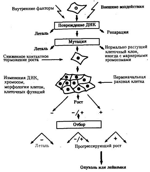 Мутації як вид мінливості. Три рівні виникнення мутацій у людини - student2.ru