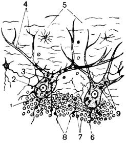 Мышечная ткань. Нервная ткань - student2.ru