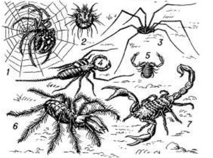 На рисунке представлены различные представители паукообразных. Число пар ходильных ног у сенокосца равно: - student2.ru