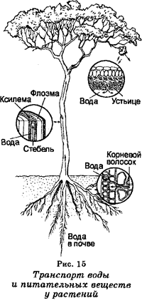 Надцарство доящерные организмы 2 страница - student2.ru