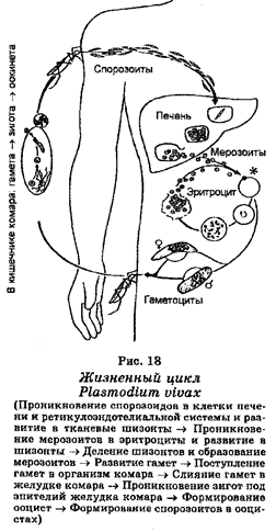 Надцарство доящерные организмы 2 страница - student2.ru