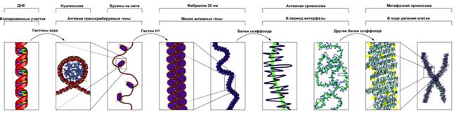 Надмолекулярная организация хромосом - student2.ru