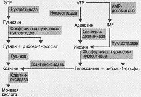 Нарушение обмена пуриновых и пиримидиновых оснований - student2.ru