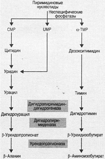 Нарушение обмена пуриновых и пиримидиновых оснований - student2.ru