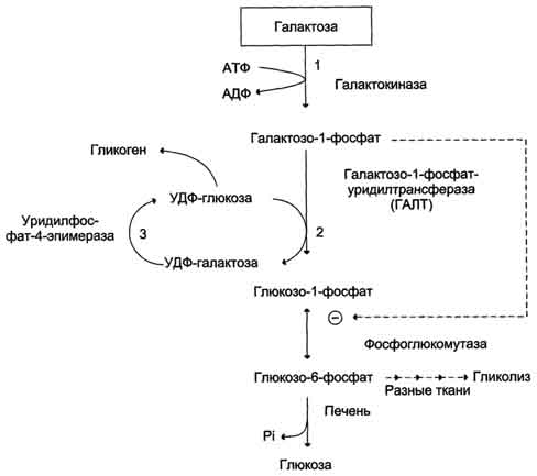 Нарушения метаболизма галактозы - student2.ru