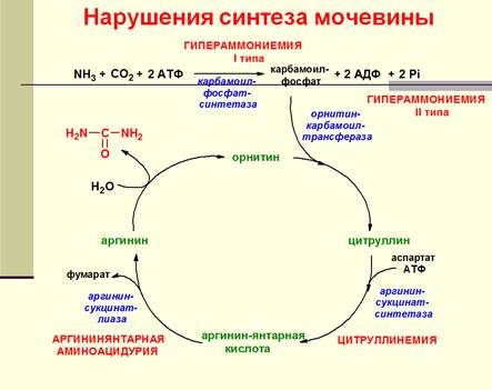 Нарушения синтеза и выведения аммиака. Причины уремии. - student2.ru