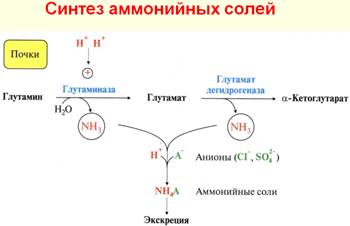 Нарушения синтеза и выведения аммиака. Причины уремии. - student2.ru