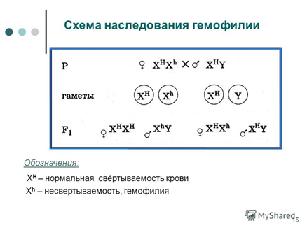 Наследование ребенком резус-фактора - student2.ru