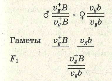 Наследование, сцепленное с полом - student2.ru