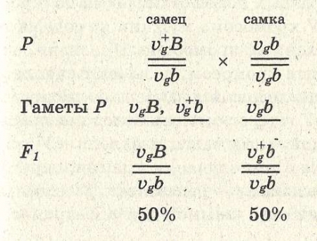 Наследование, сцепленное с полом - student2.ru