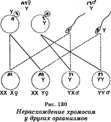 Наследственность, сцепленная с полом - student2.ru