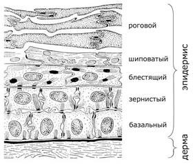 Науки, изучающие организм человека - student2.ru