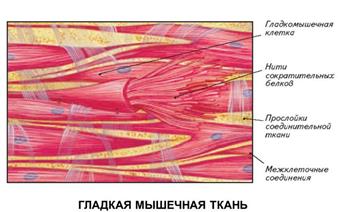 Науки, изучающие организм человека - student2.ru
