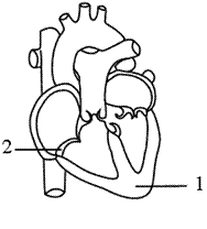 Назовите структуры сердца человека, которые обозначены на рисунке цифрами 1 и 2. Объясните их функции - student2.ru