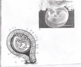 Негізгі ұғымдар: адам ұрығы - student2.ru