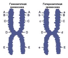 Некоторые менделирующие признаки у человека - student2.ru