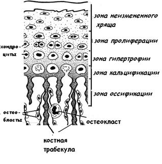 Непрямой остеогенез (на месте хрящевой модели) - student2.ru