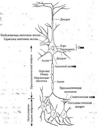 Нервная ткань - student2.ru