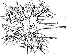 Нервная ткань - student2.ru