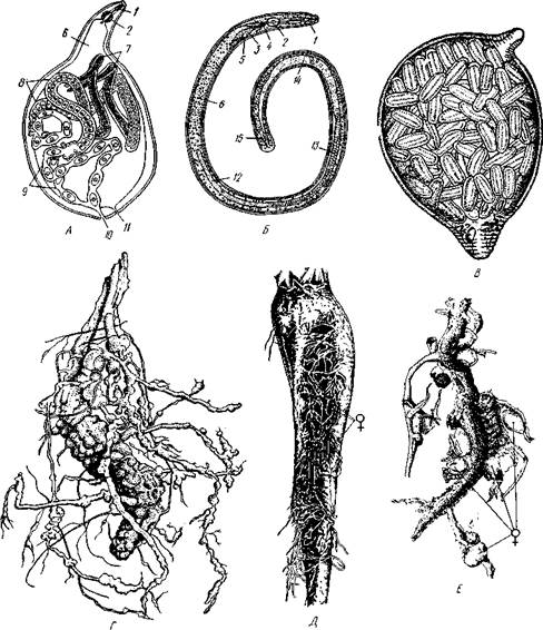 Нервное кольцо, 2 — клетки пищевода, 3 — женское половое отверстие, 4 — матка, 5 — яичник, 6 — средняя кишка, 7 — семенник - student2.ru