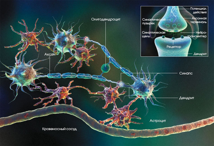 Нейроглия (или проще глия, глиальные клетки) - student2.ru