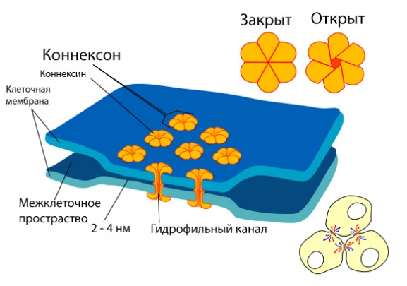 Нейроглия (или проще глия, глиальные клетки) - student2.ru